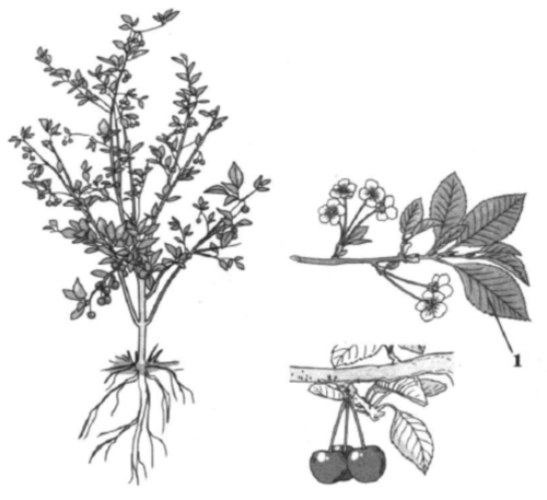 На рисунке 1 изображено растение и внутреннее. Определите класс растения изображенного на рисунке. Кустарник картинка схема. Изобразить цветы и плоды нарисовать. Рассмотрите изображенные на рисунке на рисунке растения вишня.