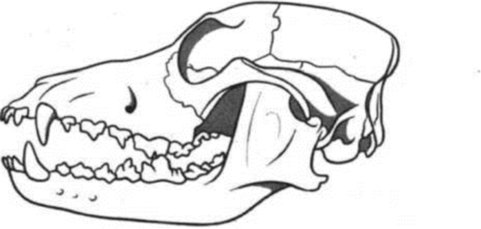 Если у животного имеется череп. Эволюция черепа животных. Зубы млекопитающих. Нарисованный череп собаки. Если у животного имеется череп изображенный на рисунке 4.