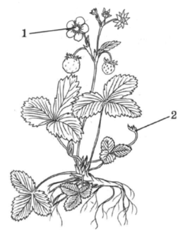 На рисунке 1 изображено растение и внутреннее. Растения изображенные на рисунке. К какому классу относится растение изображенное на рисунке. Рисунок растения с обозначениями. Назовите растение изображенное на рисунке.
