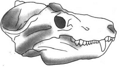Если у животного имеется череп. Если у животного имеется череп изображенный на рисунке 4. На рисунке изображен череп и реконструкция циногнатуса. Если у животного имеется челюсть изображенная на рисунке то у этого.